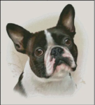 (image for) French Bulldog